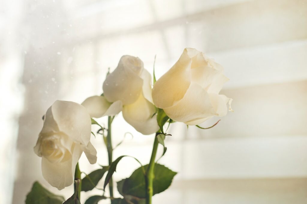 Rosas brancas